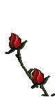 Roseslt.gif (11339 bytes)