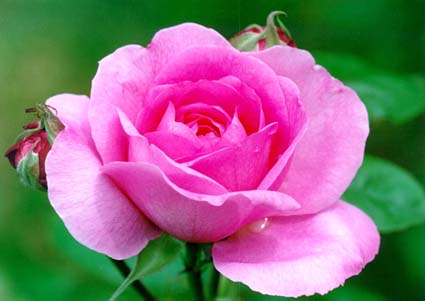 rose13[1].jpg (18129 bytes)